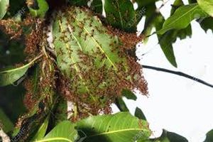 uploads/images/pest/mango red ants.jpg